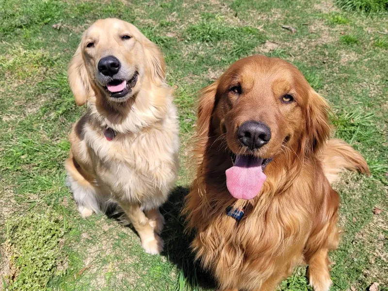 Lakeside Golden Retrievers