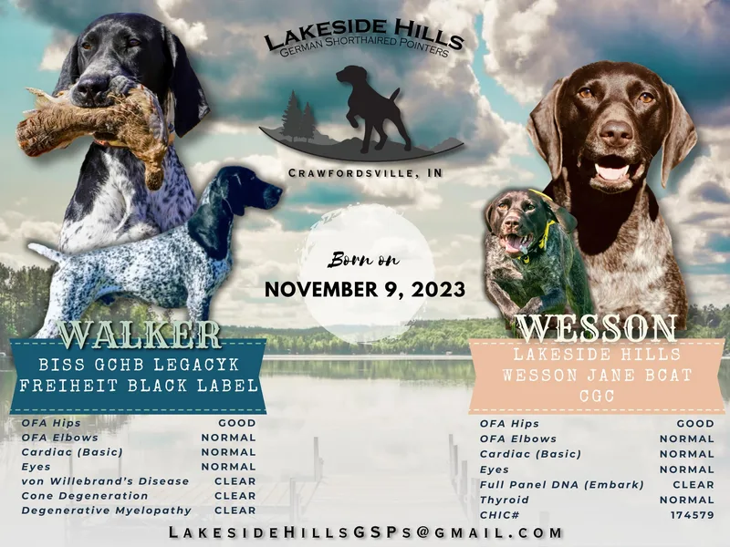 Lakeside Hills German Shorthaired Pointers