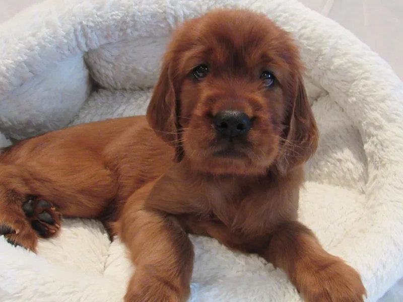 Lakeside Irish Setters