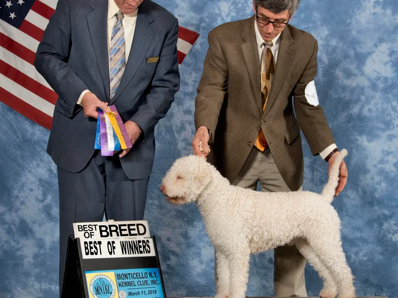Lakeside Lagotto photo 1