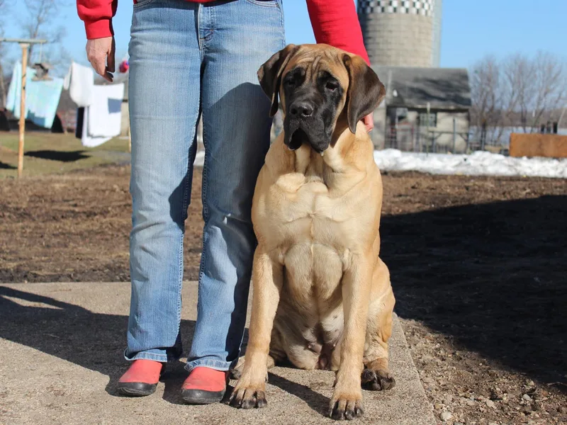 Lakeside Mastiffs of Minnesota