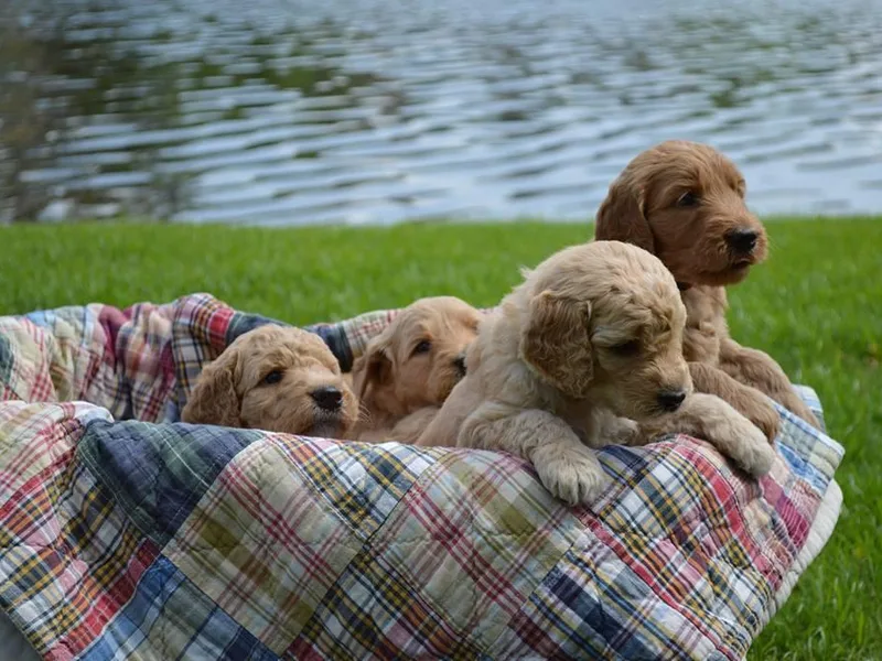 Lakeside Pups