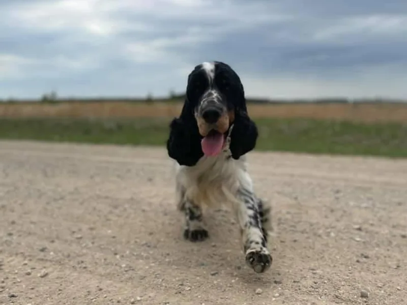 Lakeside Summit Springers