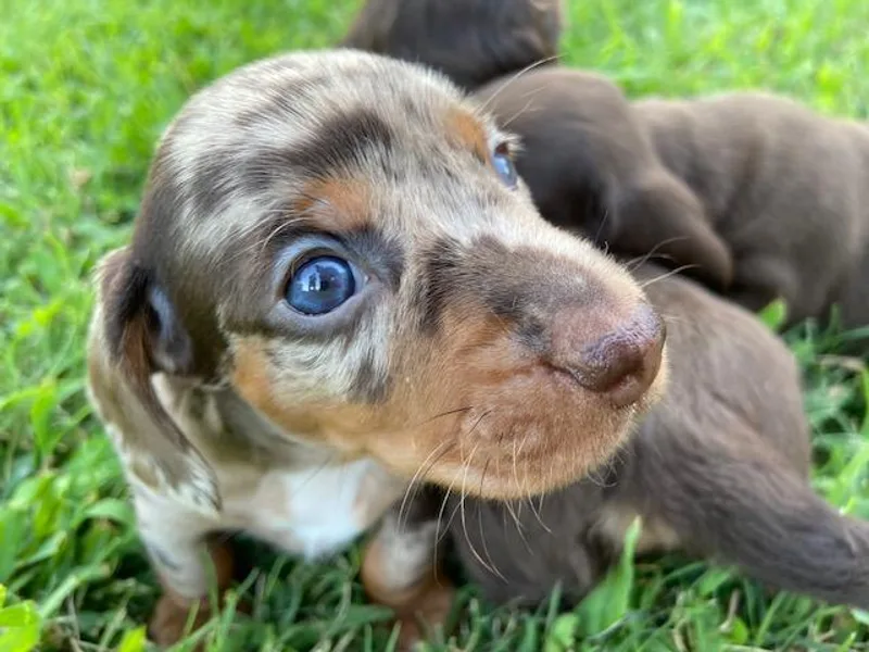 Lakeview Dachshunds