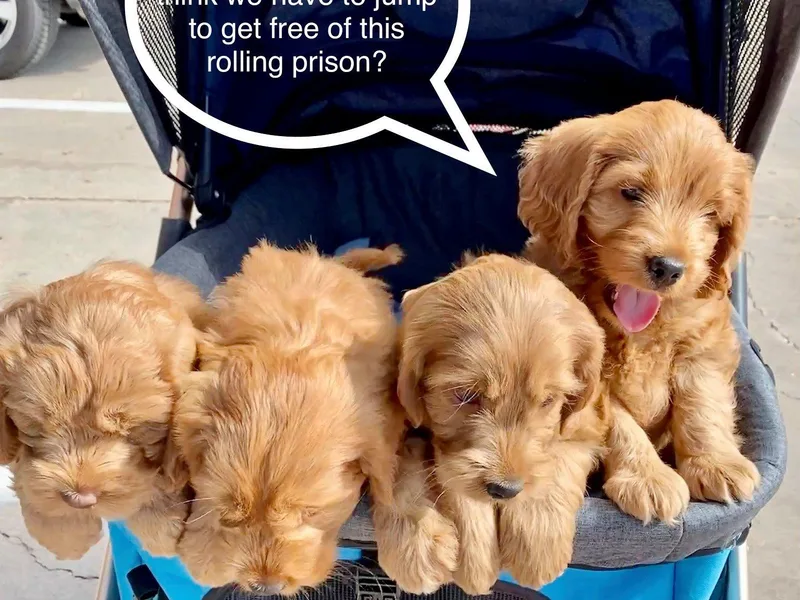 Lakeview Labradoodles