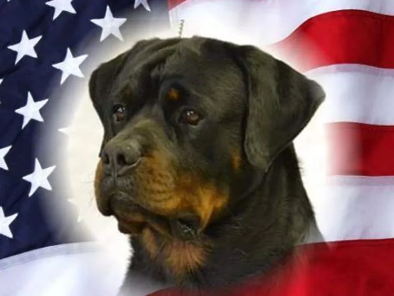 Lakeview Rottweilers