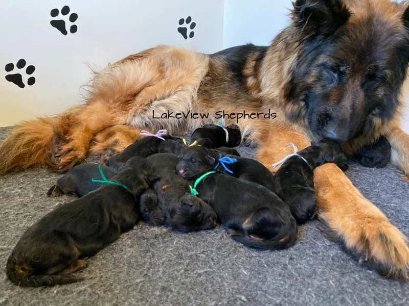 LakeView Shepherds
