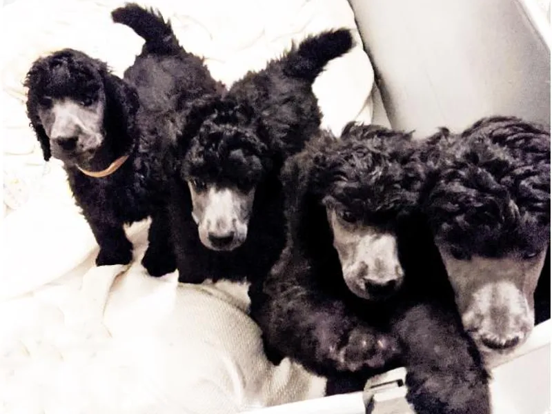 Lakeview Standard Poodles