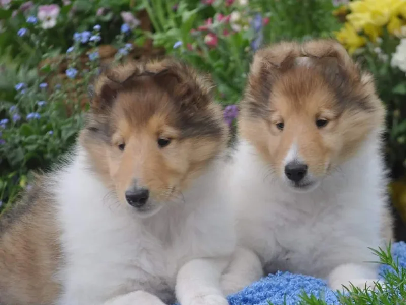 Lakewinds Collies &amp; Bulldogs