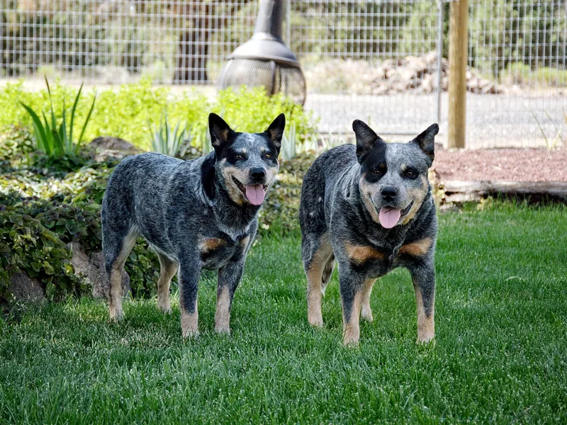 Lakota Australian Cattle Dogs