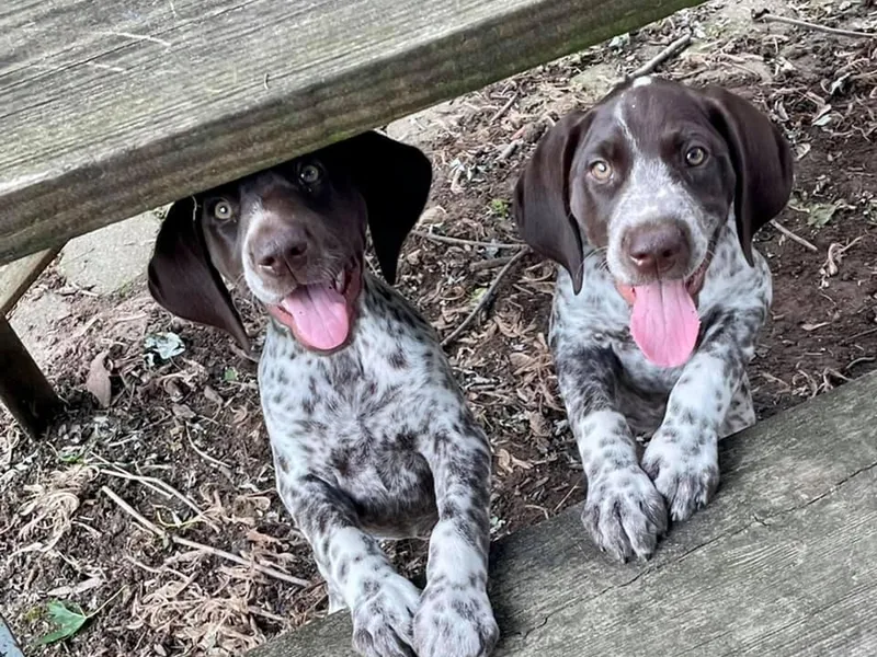 Lakota Hills GSP