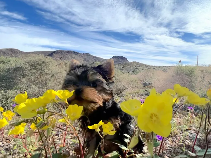 Lala’s Pups