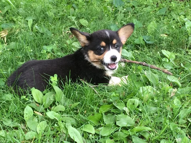 LaLoba’s Corgis