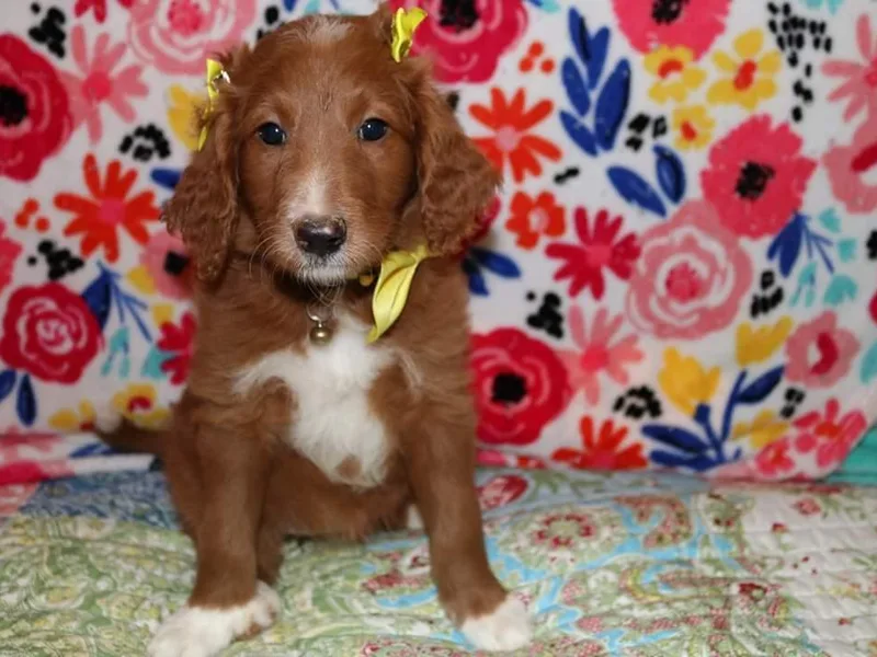 Lalou Labradoodles