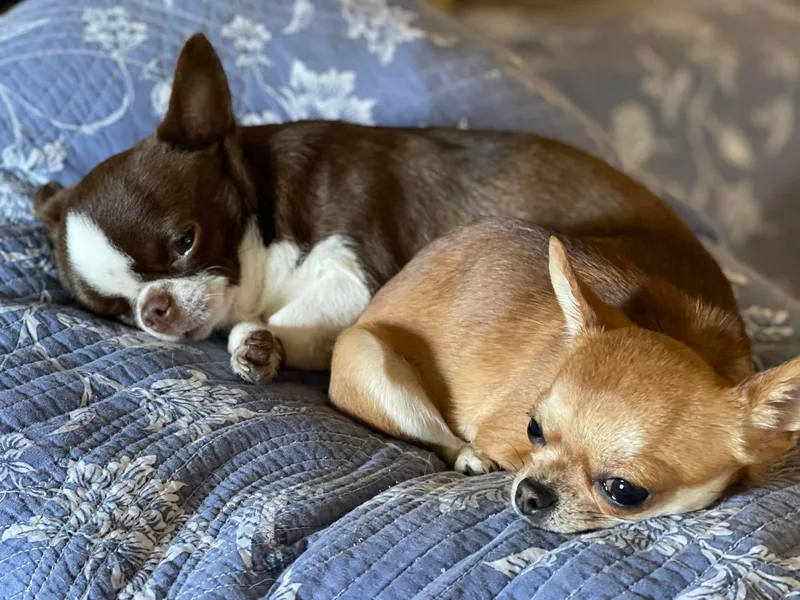 Lamaster Lux Chiuhua’s