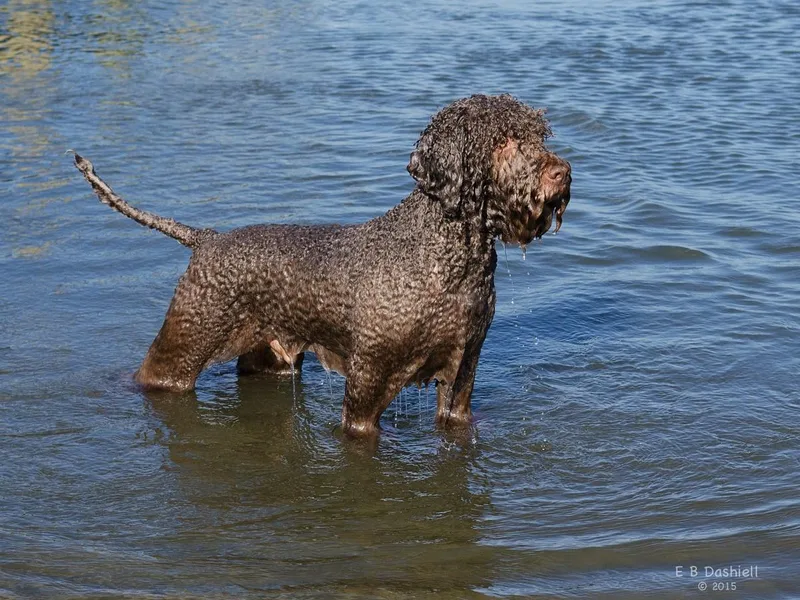 LambsCreek Lagotto