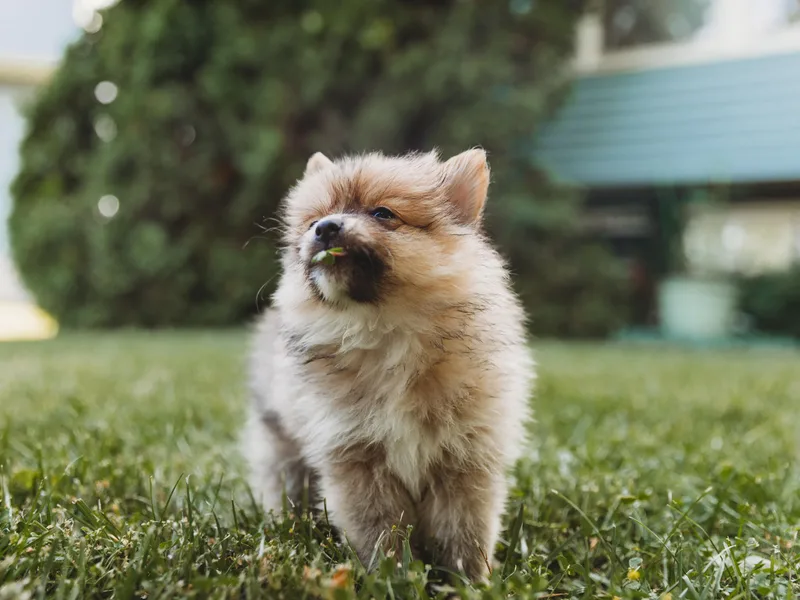 Lamon’s Pom &amp; Polar Pups