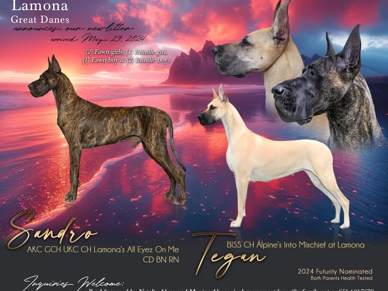 Lamona Great Danes