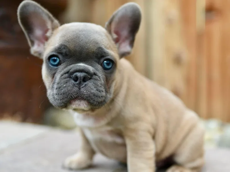 Lamour Frenchbulldogs