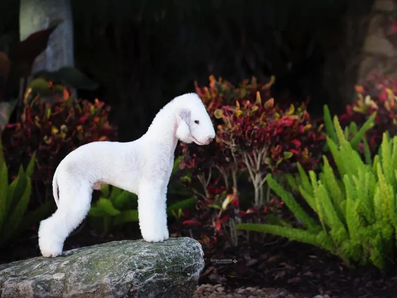 LAMZ Bedlington Terriers