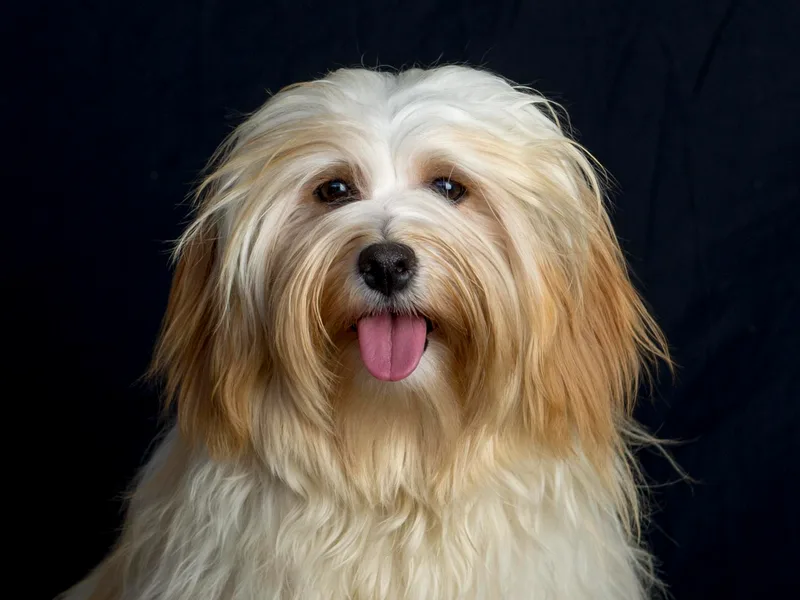 Lancaster's of Gold Canyon Havanese