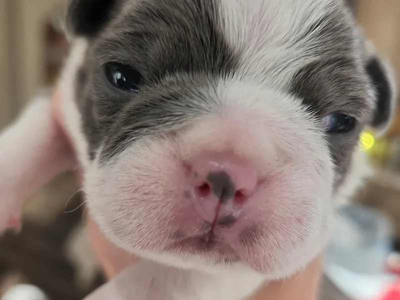 Lance Boston Terriers