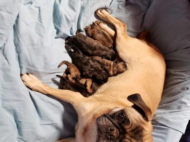 Land B Star Classy Puppies