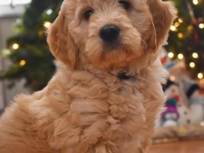 Land of Goshen Doodles