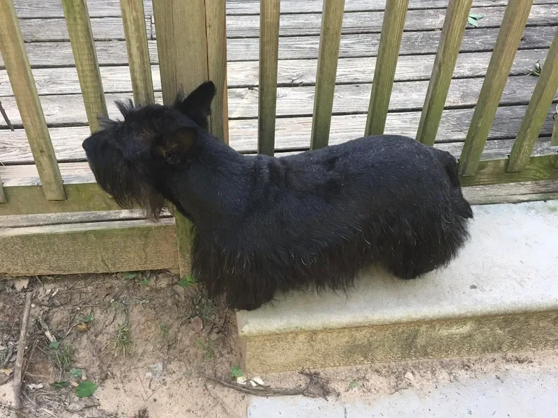 Landrum Scottish Terriers