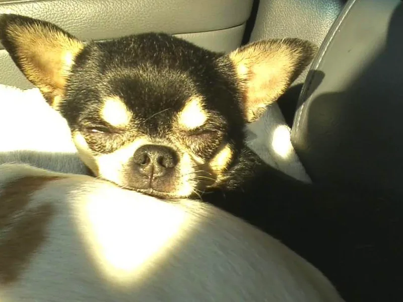 LANDSLIDE CHIHUAHUAS