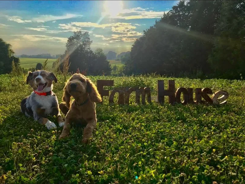 Lane Doodles and Poodles