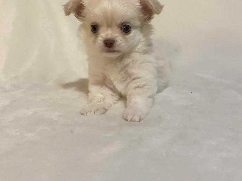 Lane’s Little Long Coats