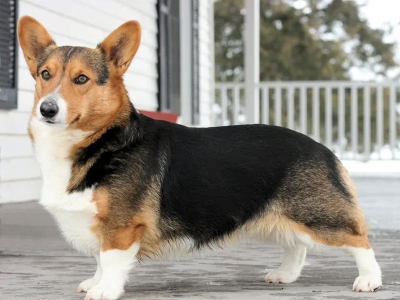Langemeier Corgis photo 1