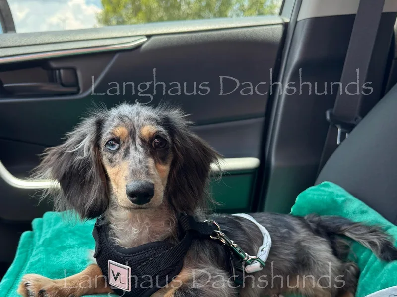 Langhaus Dachshunds