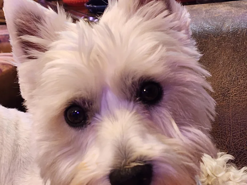 Langley's Moonshine Westies