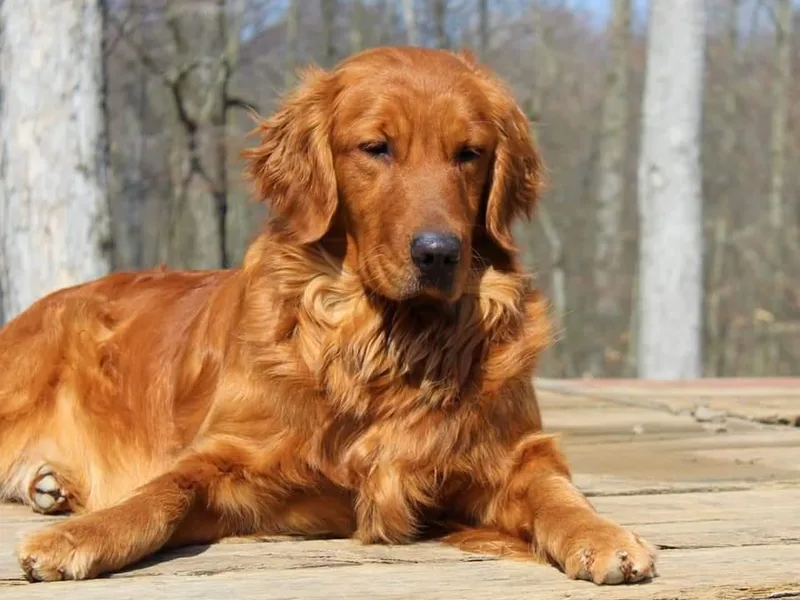 Langlois Golden Retrievers