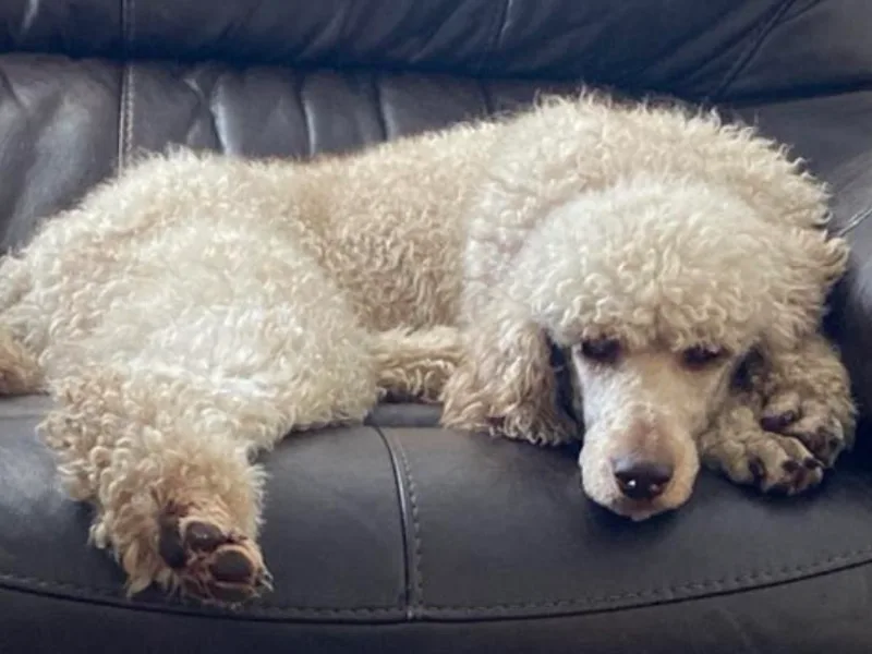 Lanson’s Goldendoodles photo 1