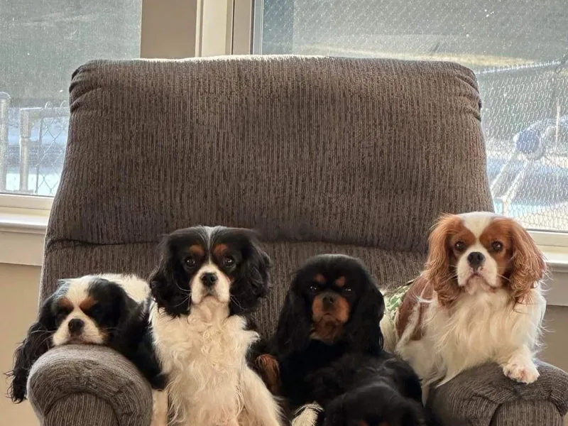 LanTre Valley Cavaliers