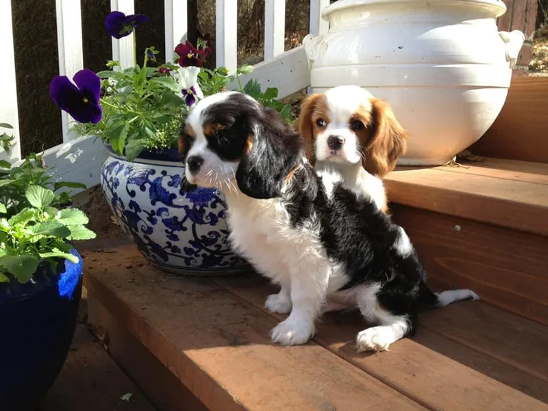 Lap Warmers Cavaliers