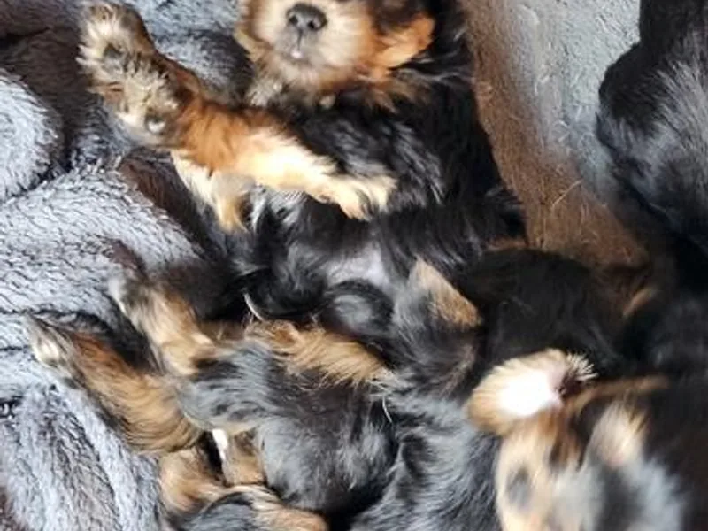 Lapinski Yorkies