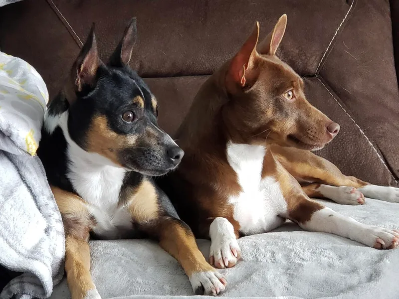 Lapis Lazuli Rat Terriers photo 1