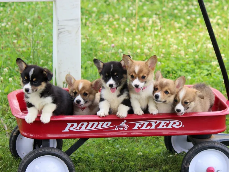 Lapp Livestock Farm Corgi's