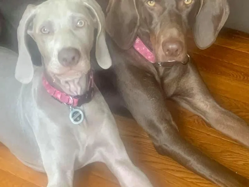 Lara Wines' Weimaraners