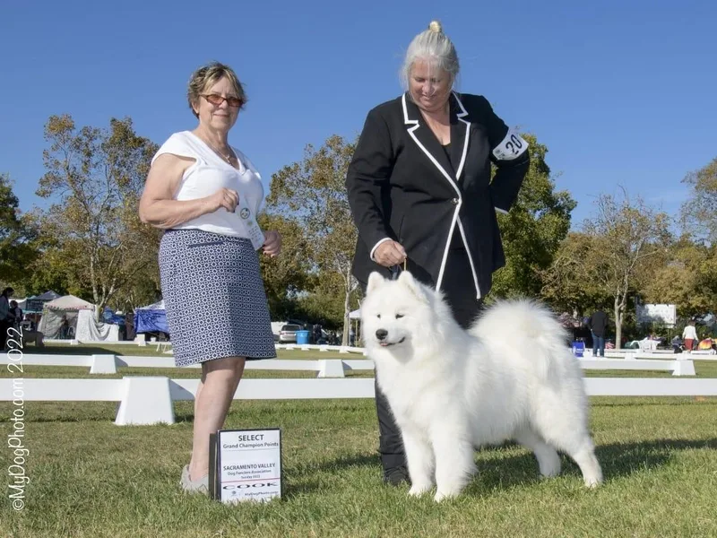 Larajus Samoyeds