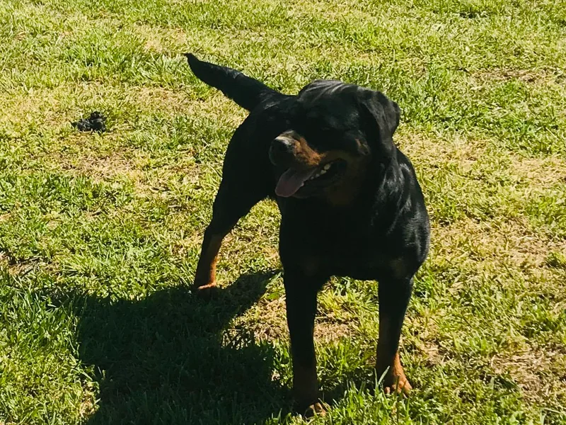 Larden Rotties