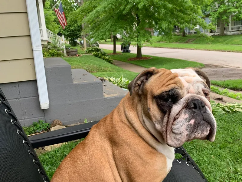Large Marge English Bulldogs