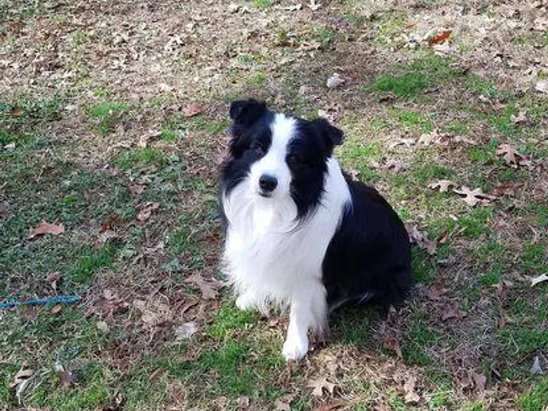 Larimar Border Collies and Papillons