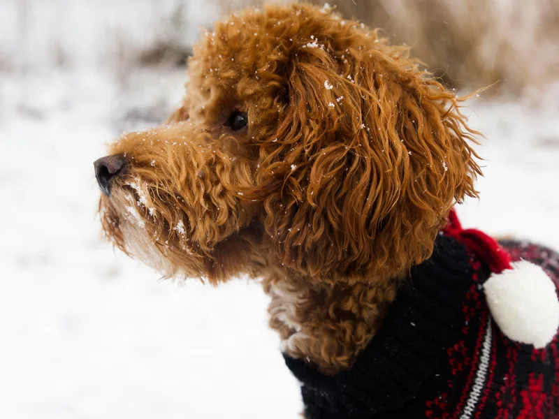 Lark Lane Miniature Poodles
