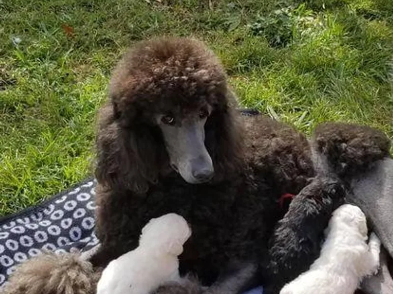 LarKan Std Poodles photo 1