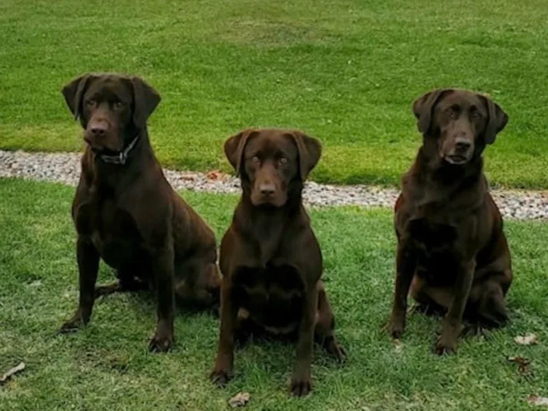 Larke Lab Kennels photo 1